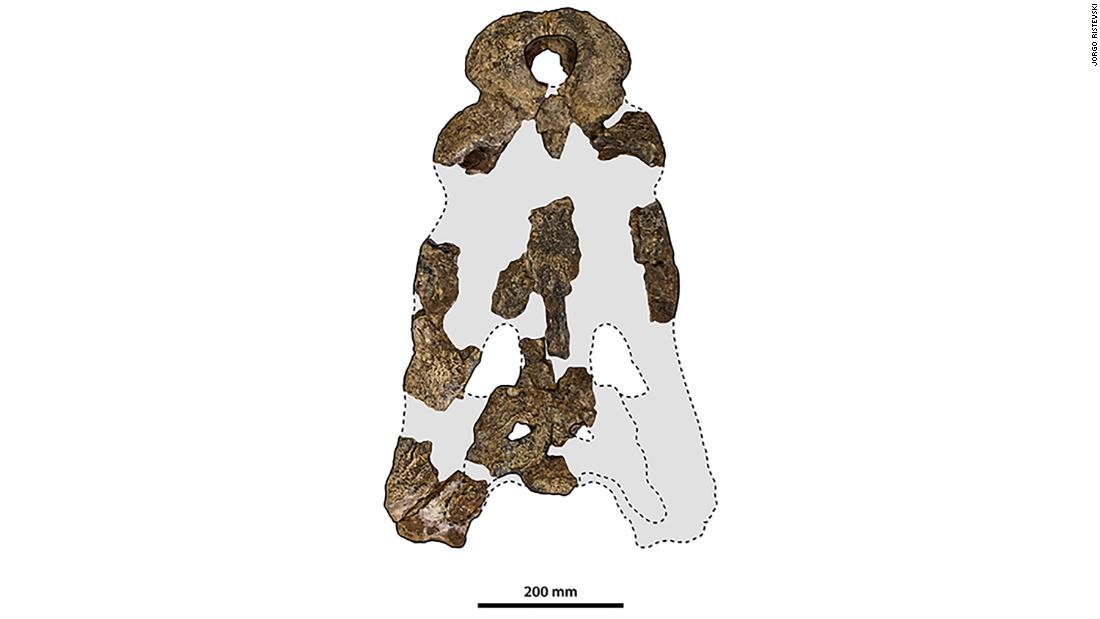 頭蓋骨の化石の欠片を使用して新種と特定された/Jorgo Ristevski