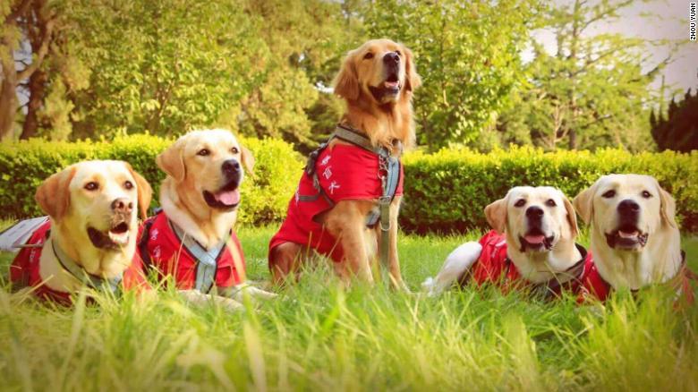 大連盲導犬訓練センターでは毎年20匹の「卒業生」を送り出している