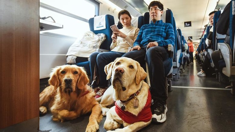 中国で活躍している盲導犬は約８００匹と、パンダの数よりも少ないのが現状だ/inpetphoto