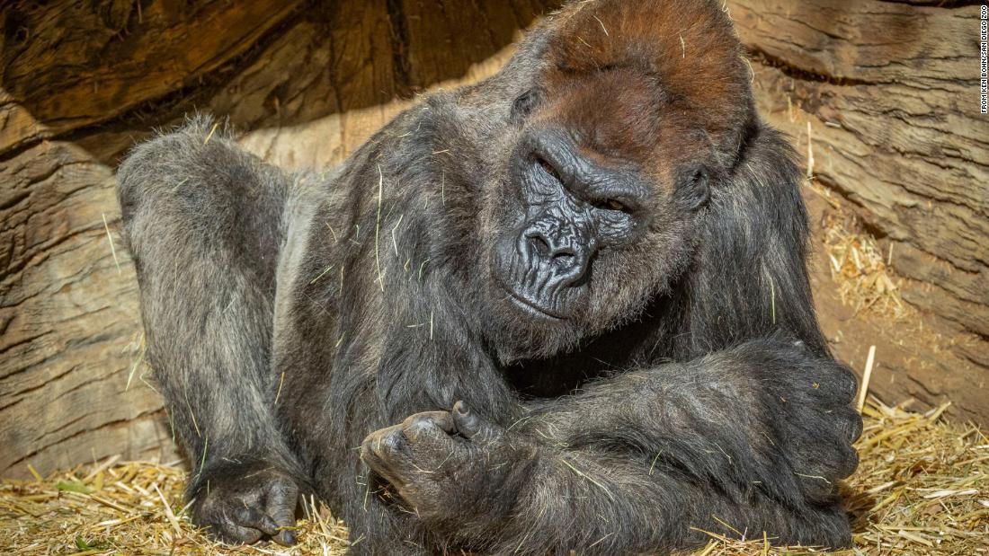 ゴリラは無症状の職員から感染した可能性が高いという/From Ken Bohn/San Diego Zoo 