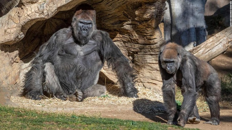 米カリフォルニア州の動物園で、ゴリラ少なくとも２頭のコロナ感染が確認された/From Ken Bohn/San Diego Zoo 