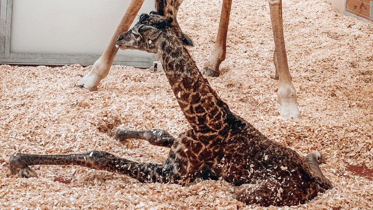 生まれたばかりのキリンの赤ちゃん。この後母親に踏まれる事故で亡くなった＝１６日/Nashville Zoo