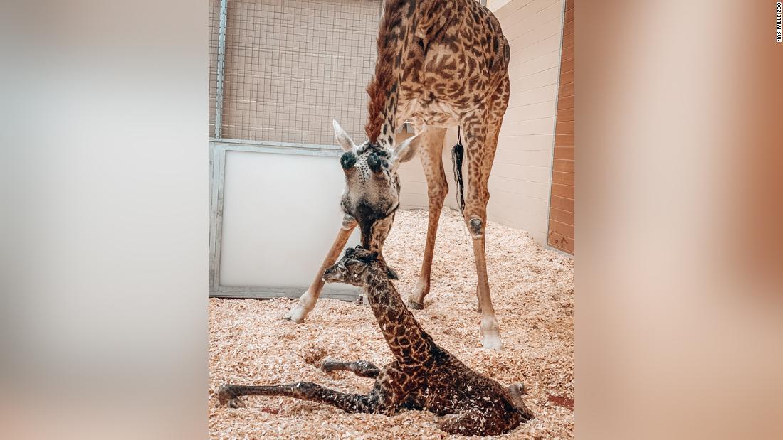 ６歳のナーシャにとって初めての子どもだった/Nashville Zoo