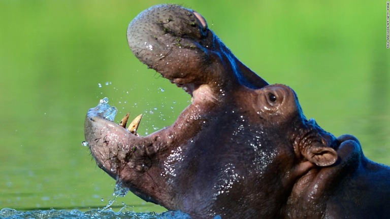 一部のカバは遊園地となったエスコバルの農場に残っている/Raul Arboleda/AFP/Getty Images