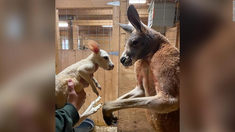 米ニューヨークの動物園で生まれたカンガルーの赤ちゃんが珍しい「白変種」だったことがわかった/Animal Adventure Park