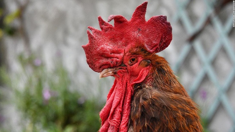 早朝に鳴く音が迷惑行為に当たるとして裁判沙汰となった雄鶏の「モーリス」/Xavier Leoty/AFP/Getty Images