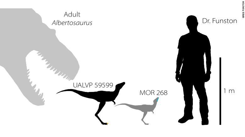 ティラノサウルスと人間との体長比較図。左から成長したアルバートサウルス、胚の段階のアルバートサウルス、同ダスレプトサウルス、古生物学者のグレッグ・ファンストン博士/Greg Funston