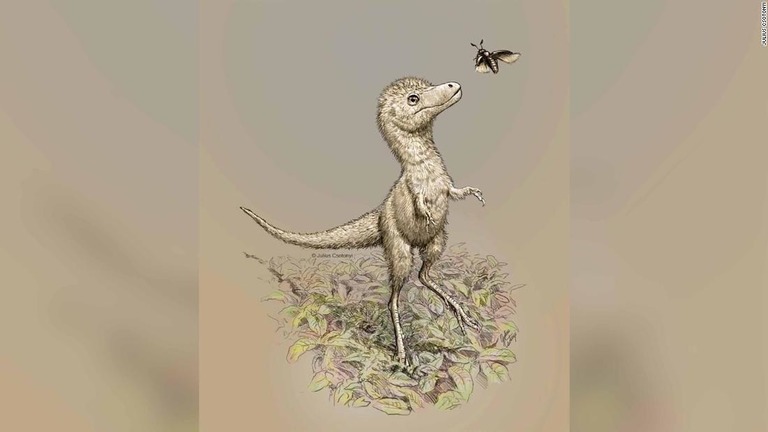 生まれたばかりのティラノサウルスの想像図。歯はすべて生えそろっていたと考えられる/Julius Csotonyi