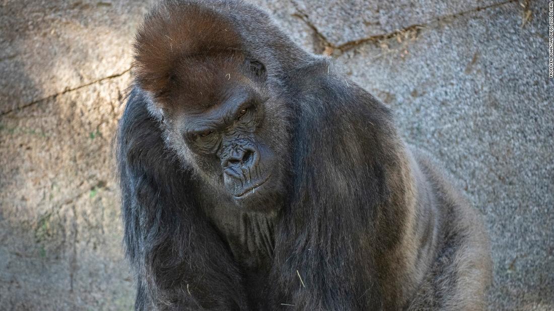 Cnn Co Jp 抗体治療薬をゴリラに コロナ感染症から全快の見通し 米動物園
