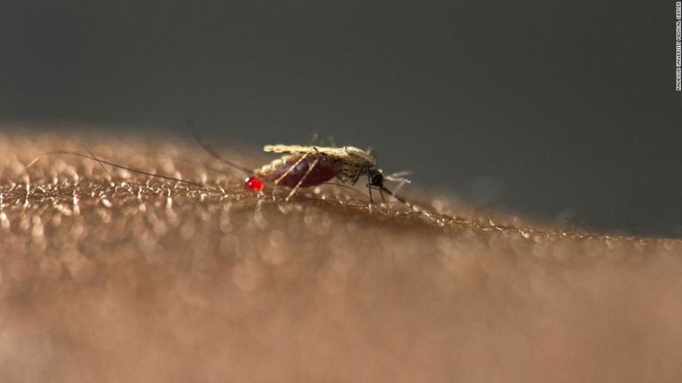 マラリア原虫に感染しやすいアジア原産の蚊がアフリカの都市部で大量に繁殖している/Radboud University Medical Center