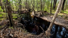 イケア親会社、米国で森林取得　絶滅危惧種を開発から保護