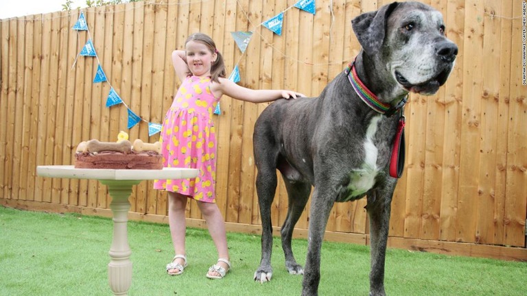 「世界一背の高い犬」に認定されたグレートデンの「フレディ」/Dilantha Dissanayake /CATERS NEWS AGENCY
