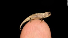体長約２．５センチ、新種のカメレオン発見　世界最小の爬虫類か
