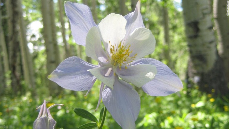 北米で花粉シーズンが長期化し、飛散する花粉の量も増加しているとの調査結果が出た/William Anderegg