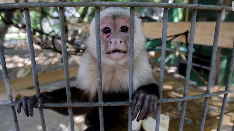 テキサス州の自然保護区に暮らす動物たちが寒波の犠牲になったという/Eric Gay/AP