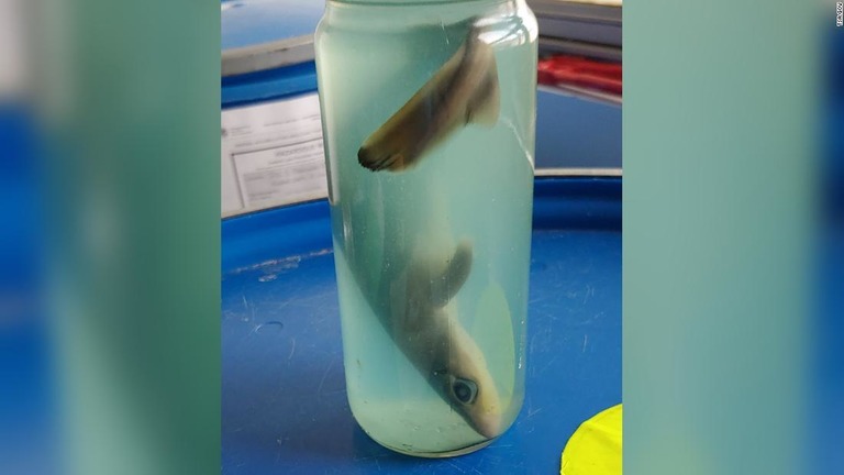 昨年の米空港での珍しい没収品にノミネートされた死んだ赤ちゃんザメが入った瓶/TSA.gov