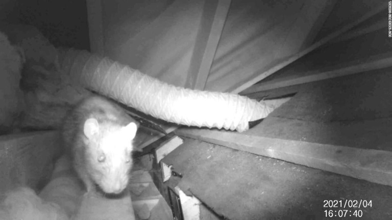 ロックダウンが長引く中、ネズミたちは餌を求めて住宅地へ移動しているという/Fast Track Pest Control