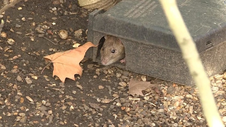 害獣駆除業者によると体長４０センチのネズミを捕まえることもあるという/CNN
