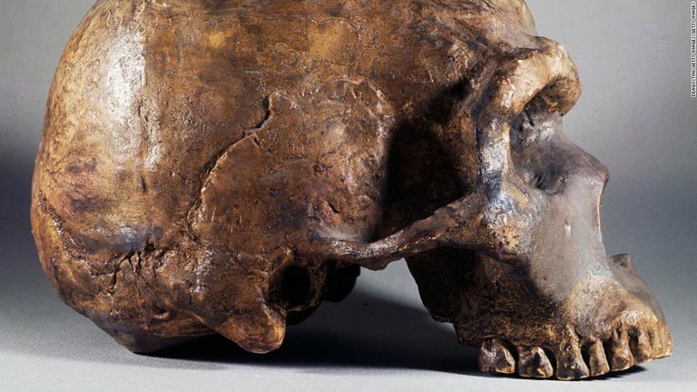イタリアのラツィオの山で発見されたネアンデルタール人の頭蓋骨/DeAgostini/Getty Images/Getty Images