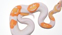 白ヘビの胴体にスマイルマークが３つ、笑顔に見える模様が出現