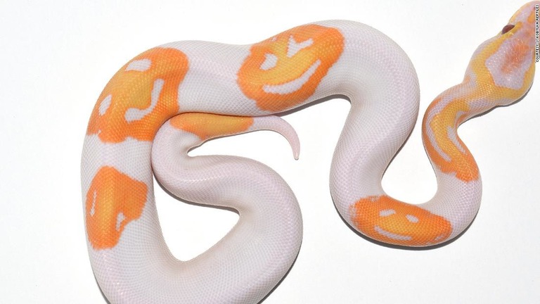 このヘビには笑顔のように見える模様が３つある/Courtesy J. Kobylka Reptiles  