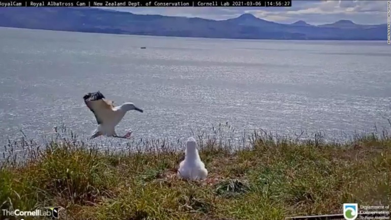 着地に失敗し、頭から地面に突っ込むアホウドリが映った動画が話題となっている/@RoyalAlbatrossCam/Twitter