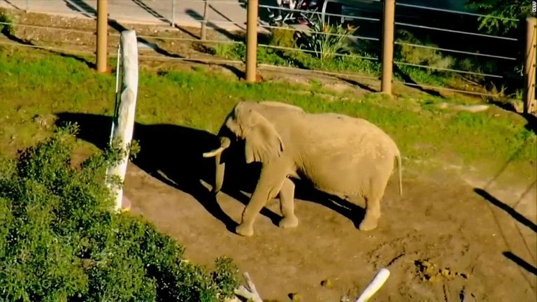 米サンディエゴの動物園で、来場者の男が２歳の娘を連れてゾウ舎に入る事件があり、男は逮捕された/KGTV