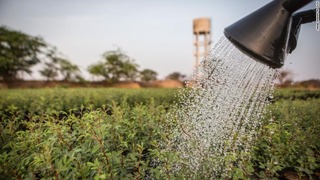 セネガルでは別のプロジェクトでアカシア１５万本が植えられた