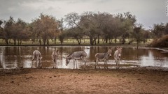 セネガルなど各地で独自のプロジェクトも進んでいる