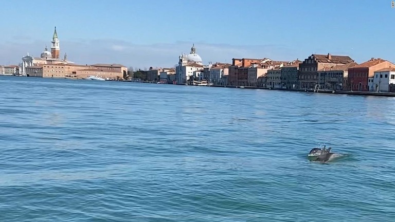イタリアのベネチアの運河でイルカ２頭が発見された/CERT