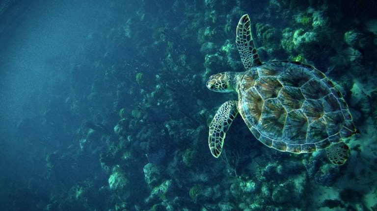 カリブ海タークス・カイコス諸島のプロビデンシャレス島の沖合を泳ぐウミガメ/Courtesy Daniel Surette