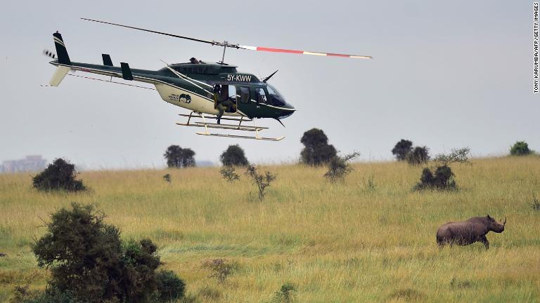 陸路と空路のどちらで動かすにせよ、サイは鎮静剤を投与される必要がある/Tony Karumba/AFP/Getty Images
