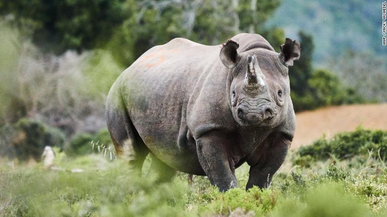 クロサイは乱獲で絶滅に近づき、１９９０年代には生息数が２４００頭を切っていた。それ以降、慎重な保護活動のおかげで、個体数が倍以上に増えている/WWF / Micky Wiswedel