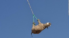 逆さづりでのサイ空輸、保護活動に極めて重要な理由とは