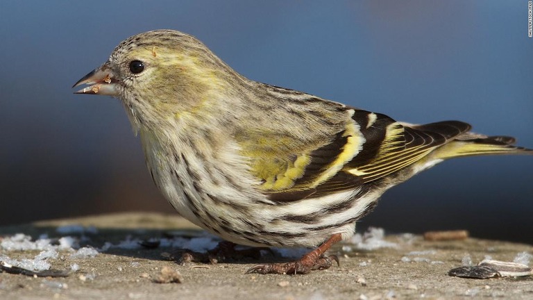 米カリフォルニア州魚類野生生物局にはマツノキヒワを含む鳥類の死亡が多数報告されている/Shutterstock/FILE