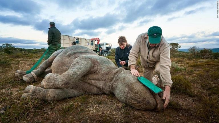 写真のジャック・フラマン氏は、サイの移動方法としては空輸が望ましいと語る/WWF / Micky Wiswedel