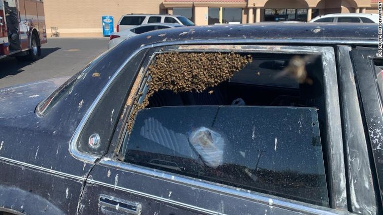 スーパーで買い物をしている間にハチが車に入り込んだ/Las Cruces Fire Department
