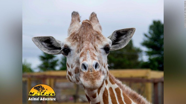 エイプリルは出産を生配信するなどして人気を集めた/From Animal Adventure Park/Facebook