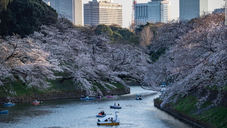 東京都心、北の丸公園の桜（３月２３日撮影）/Philip Fong/AFP/Getty Images