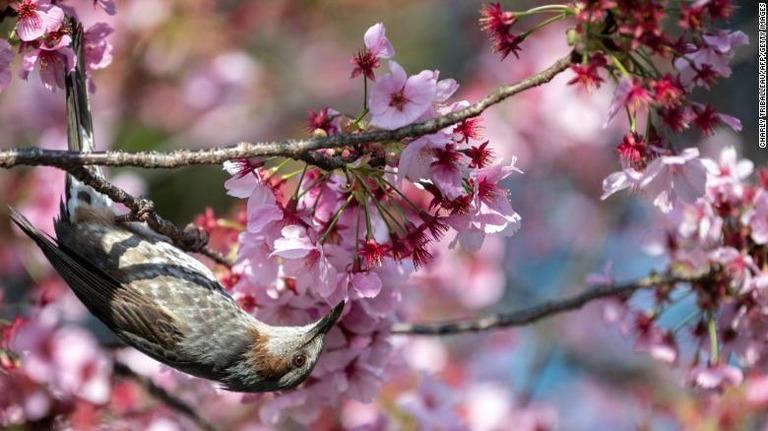 鮮やかに咲いた桜の枝にとまる１羽の鳥（３月２３日撮影）/Charly Triballeau/AFP/Getty Images