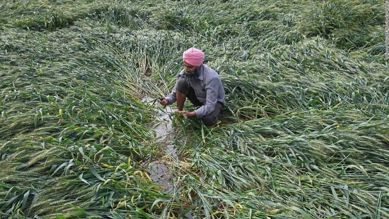 豪雨の被害を受けた小麦畑＝３月２３日、インド北西部アムリトサル/NARINDER NANU/AFP/AFP via Getty Images