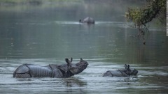 ネパールのサイ個体数、過去２０年で最多に　観光客途絶え生息地回復