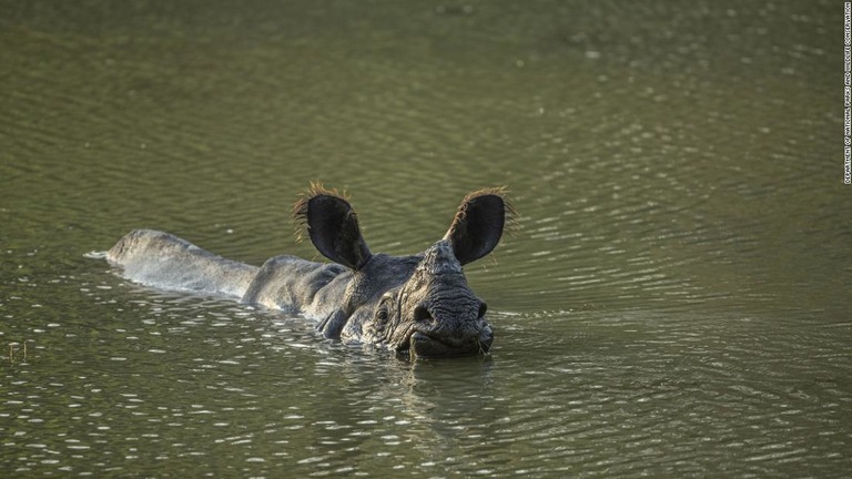 ネパールで確認されたインドサイの個体数が増え、過去約２０年で最多となっている/Department of National Parks and Wildlife Conservation