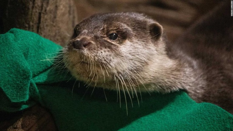 米ジョージア州の水族館が飼育するコツメカワウソが新型コロナウイルスの検査で陽性に/Georgia Aquarium