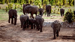 絶滅危惧種のアフリカゾウ、ジンバブエが５００頭の狩猟権販売を発表