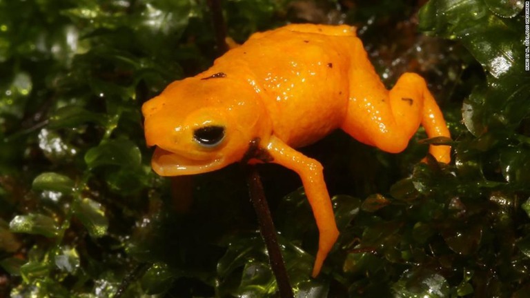 Cnn Co Jp 可愛いけど有毒 派手なオレンジ色の新種のカエル発見 ブラジル