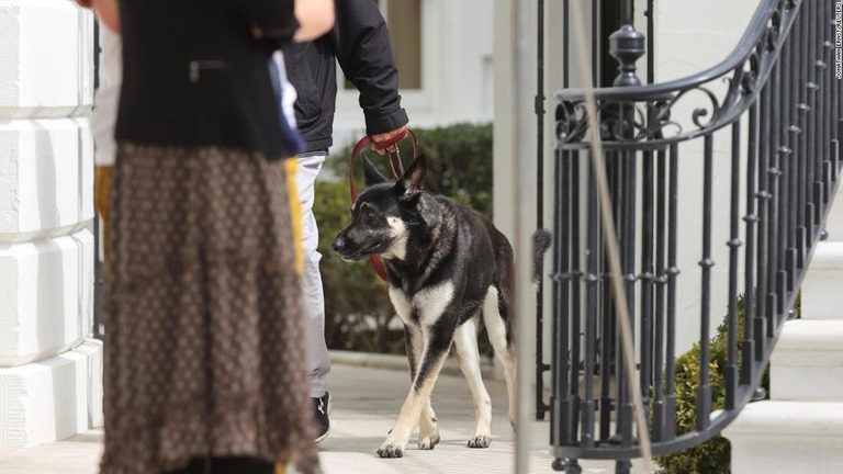 米大統領の愛犬「メジャー」。新たに暮らすネコとの付き合い方の訓練を受けたという/JONATHAN ERNST/REUTERS