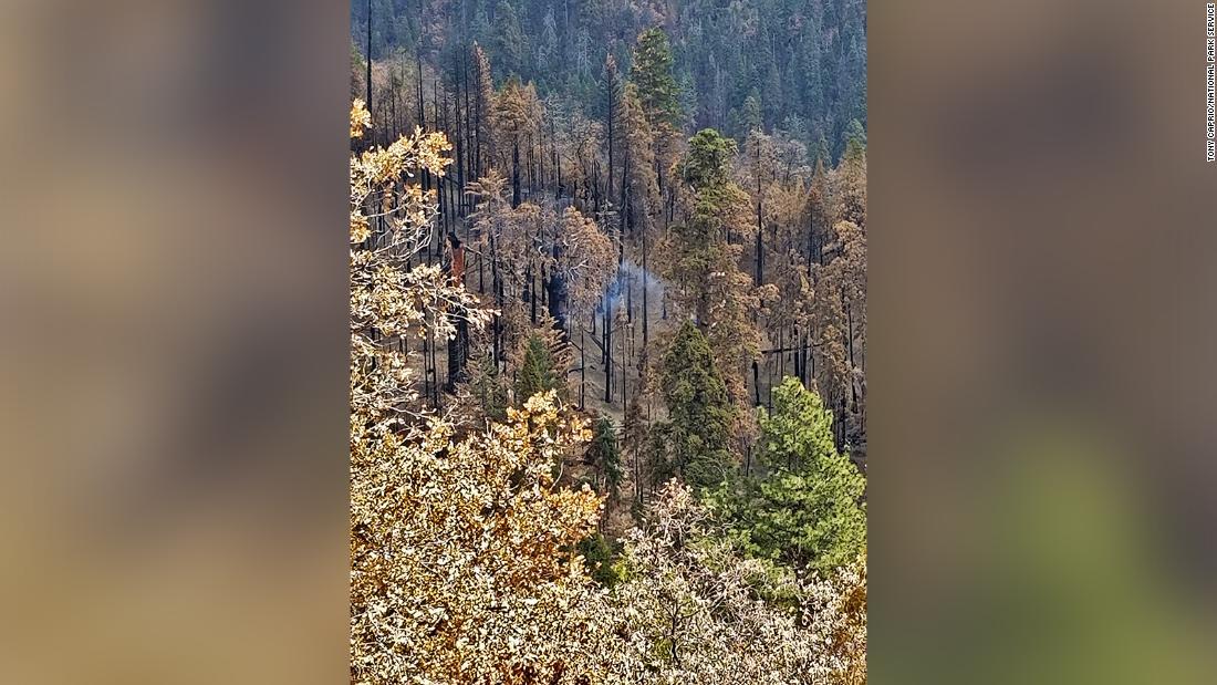 Cnn Co Jp 今も燃え続ける巨木 昨年の山火事現場で発見 米カリフォルニア州