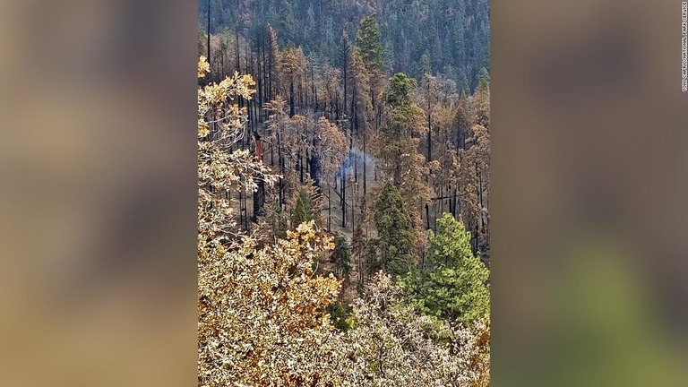 米セコイア国立公園のボードキャンプグローブ地区で燃えるジャイアントセコイアの巨木/Tony Caprio/National Park Service