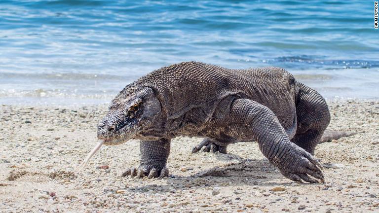 コモド島とリンチャ島には、国立公園に生息する５千匹あまりのドラゴンの大半が生息する/Shutterstock